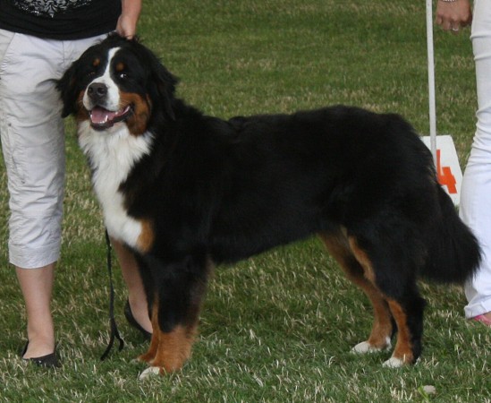 NVP Ml. Boleslav - Ruthy V1, CAJC