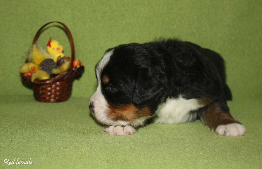 Litter B - 2. týden - red girl