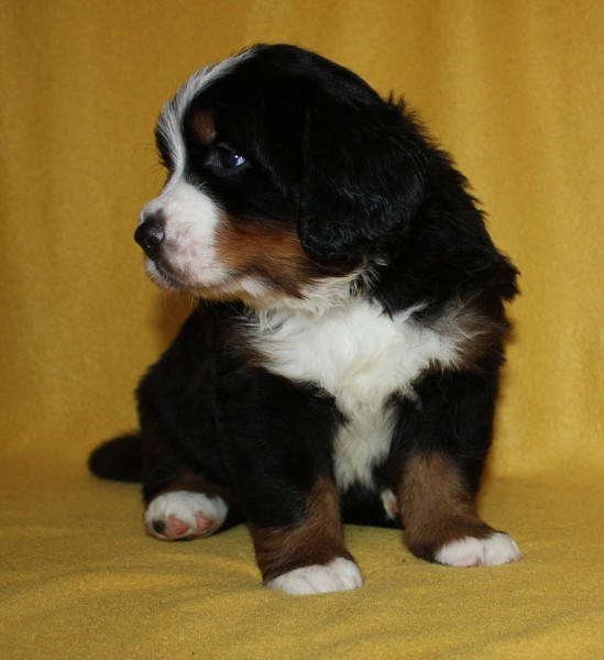 Litter B - 4. týden - blue boy 