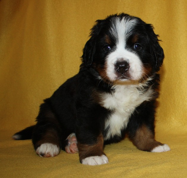 Litter B - 4. týden - blue boy 
