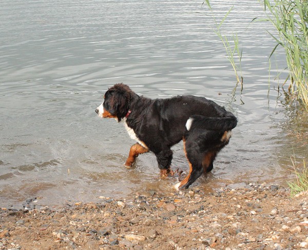 Společné koupání - červenec 2009