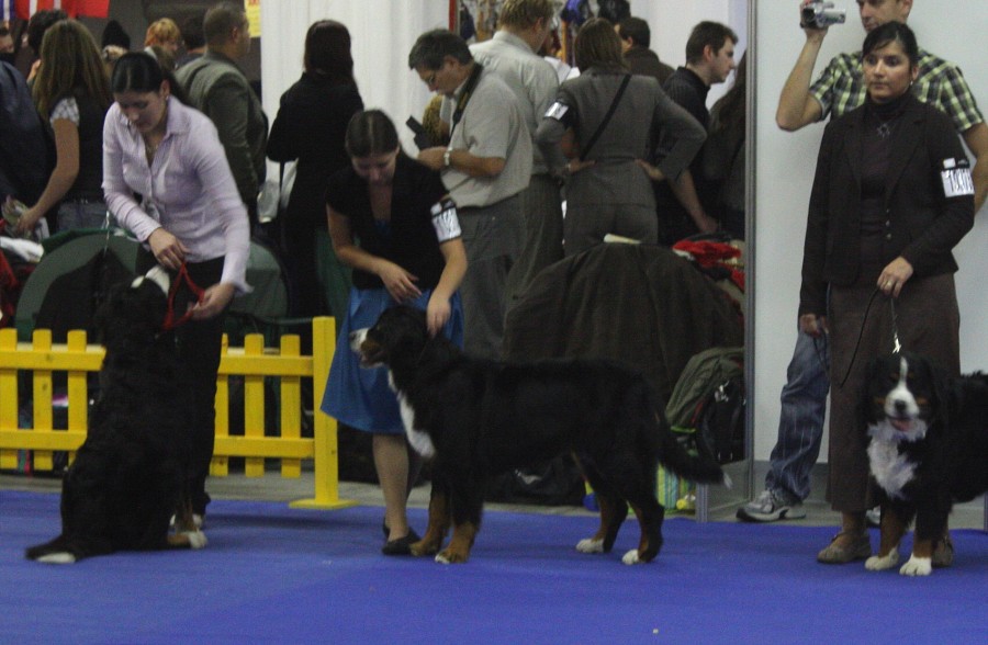 Cita - World Dog Show 2009 - Bratislava