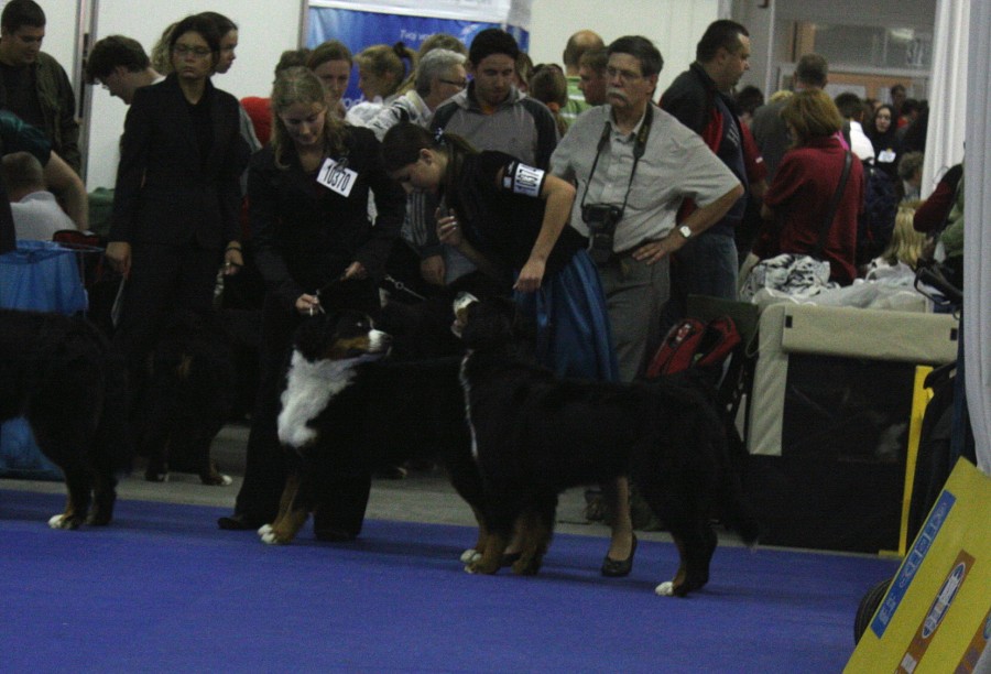 Cita - World Dog Show 2009 - Bratislava