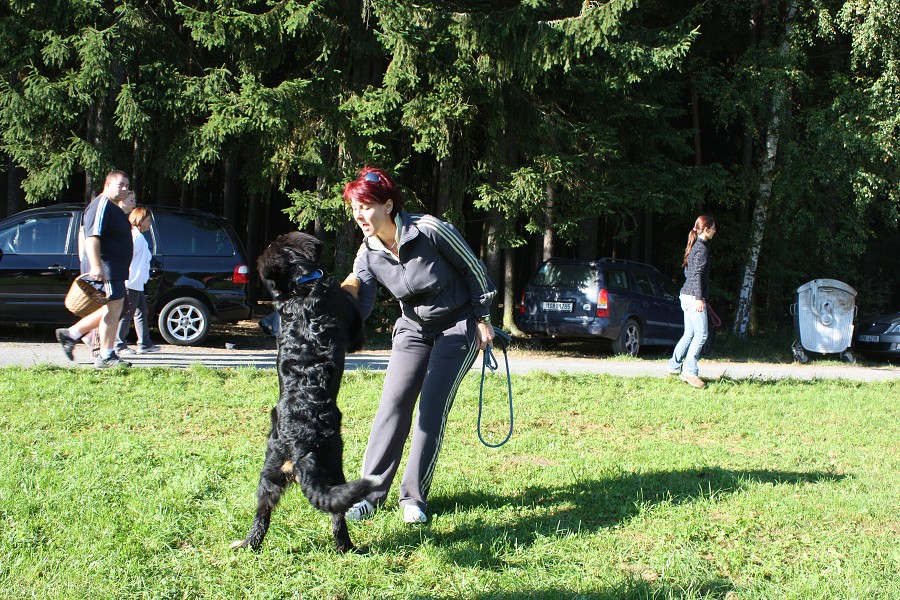 Svod mladých - Ladyca Bern Vrh B - podzim 2011