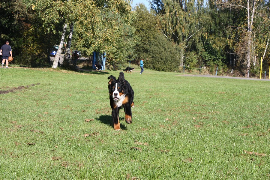 Svod mladých - Ladyca Bern Vrh B - podzim 2011