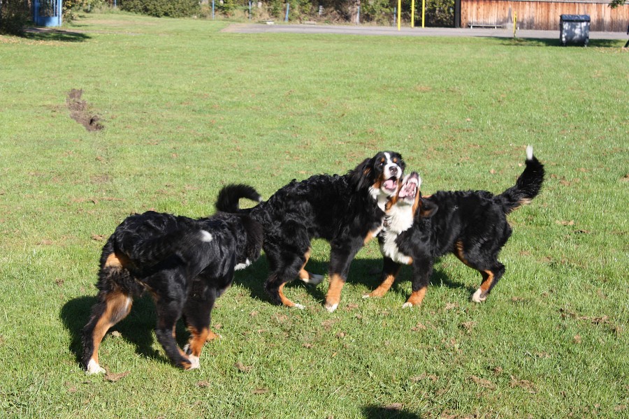 Svod mladých - Ladyca Bern Vrh B - podzim 2011