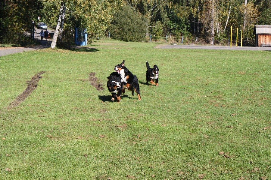 Svod mladých - Ladyca Bern Vrh B - podzim 2011