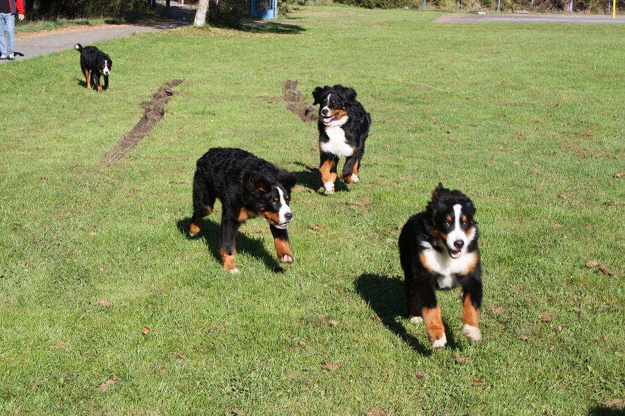 Svod mladých - Ladyca Bern Vrh B - podzim 2011