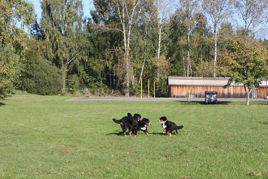 Svod mladých - Ladyca Bern Vrh B - podzim 2011