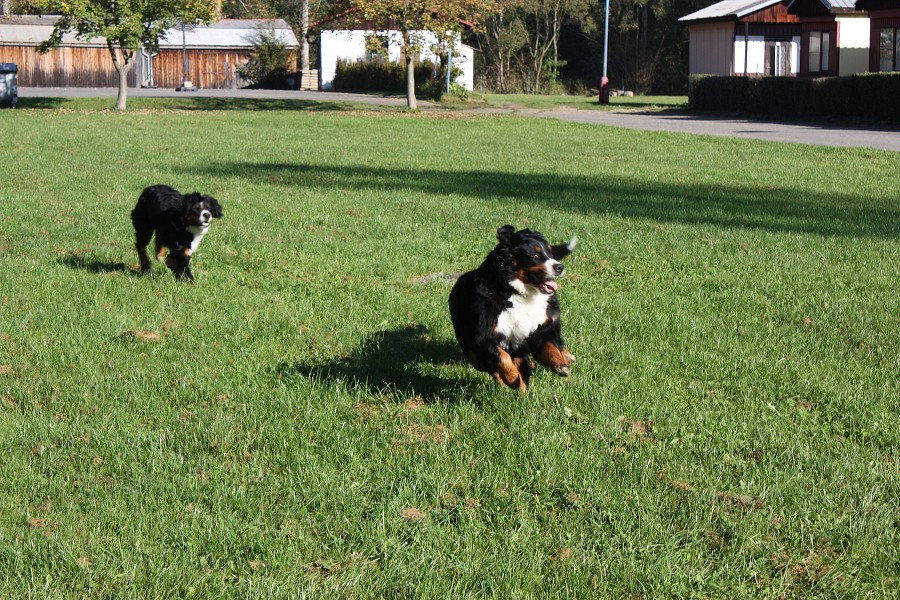 Svod mladých - Ladyca Bern Vrh B - podzim 2011