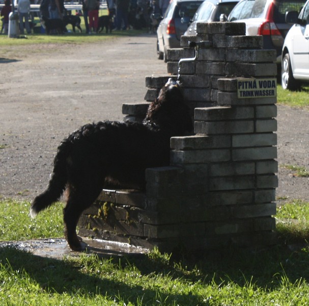 Svod mladých - Ladyca Bern Vrh B - podzim 2011