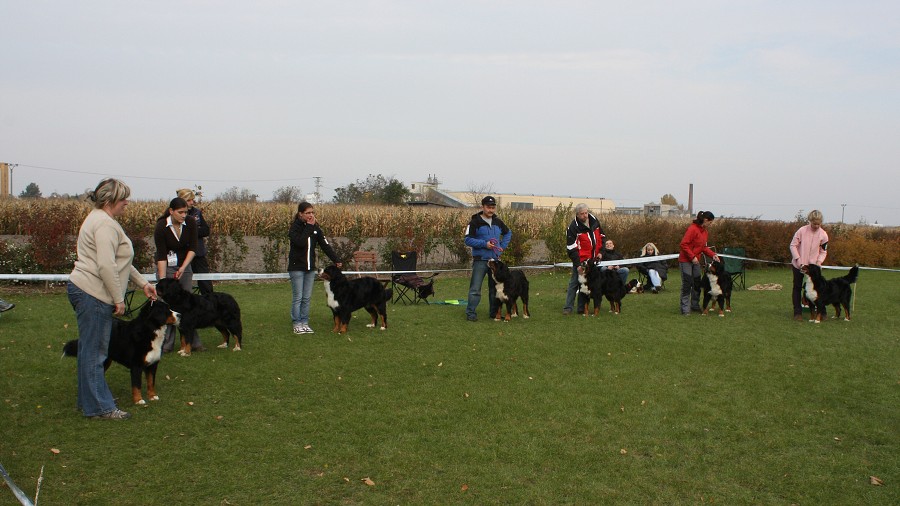 Slovenská klubová výstava 23.10.2010