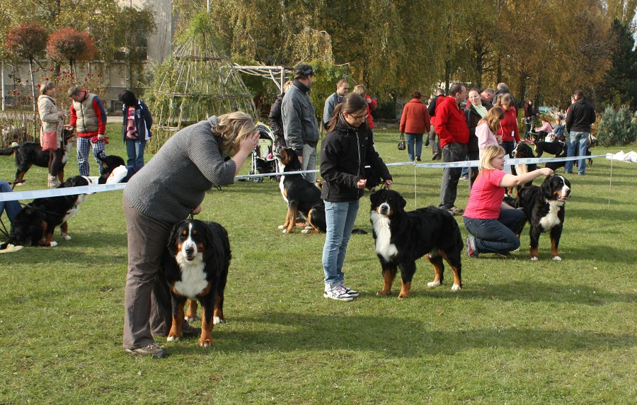 Slovenská klubová výstava 23.10.2010