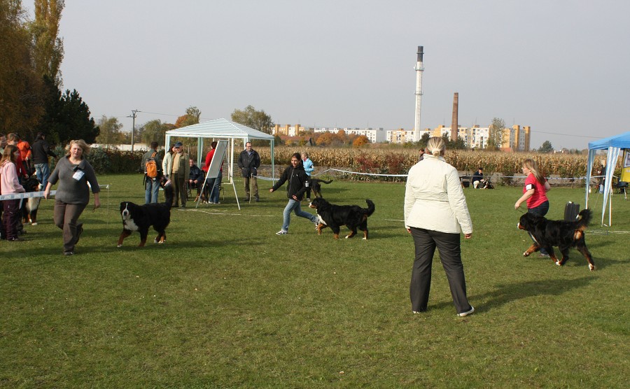 Slovenská klubová výstava 23.10.2010