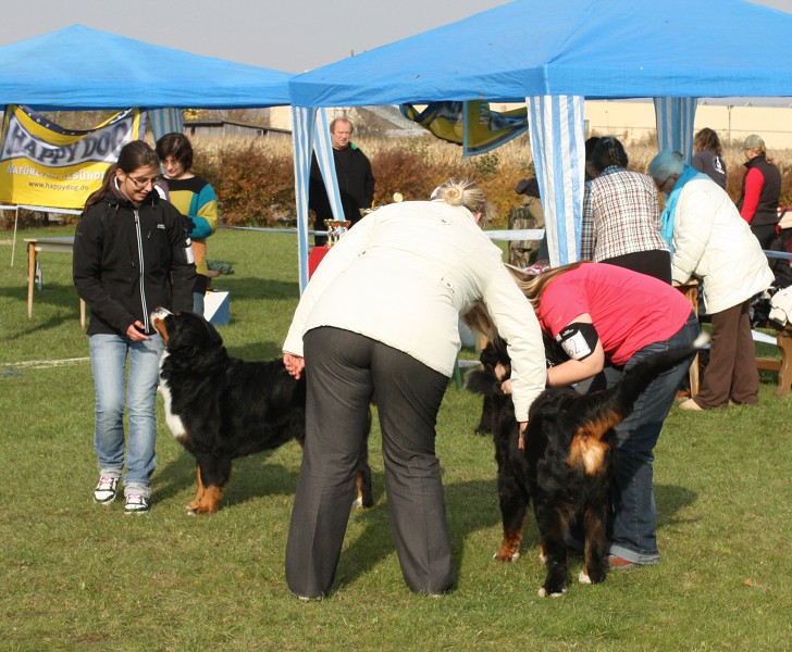 Slovenská klubová výstava 23.10.2010