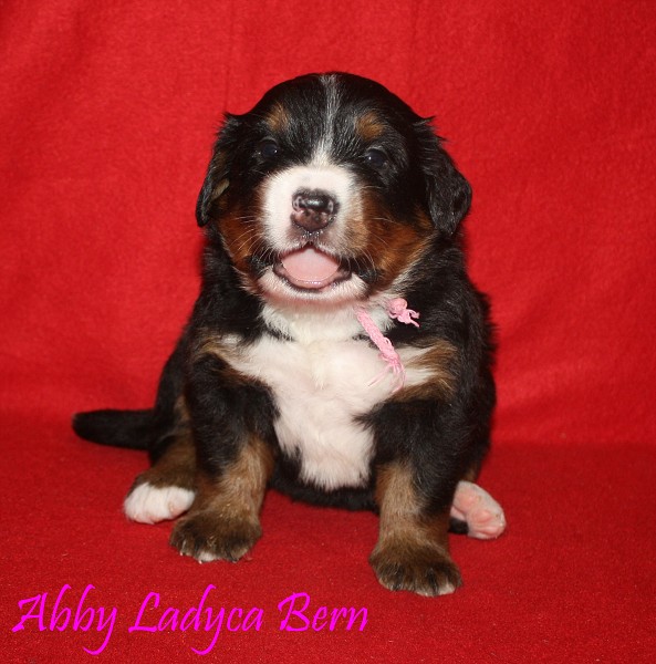 Galerie 3. týden profily