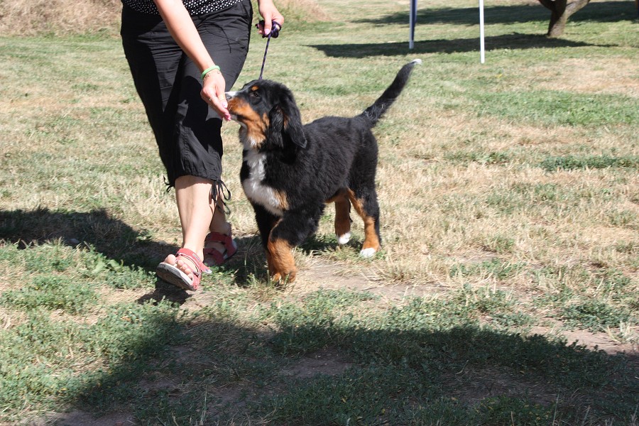 Sraz štěňátek - Anakin, Avery, Abby 