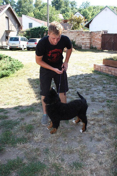 Sraz štěňátek - Anakin, Avery, Abby 