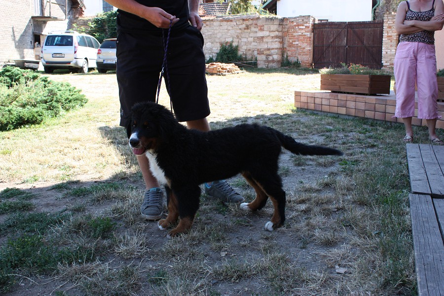 Sraz štěňátek - Anakin, Avery, Abby 