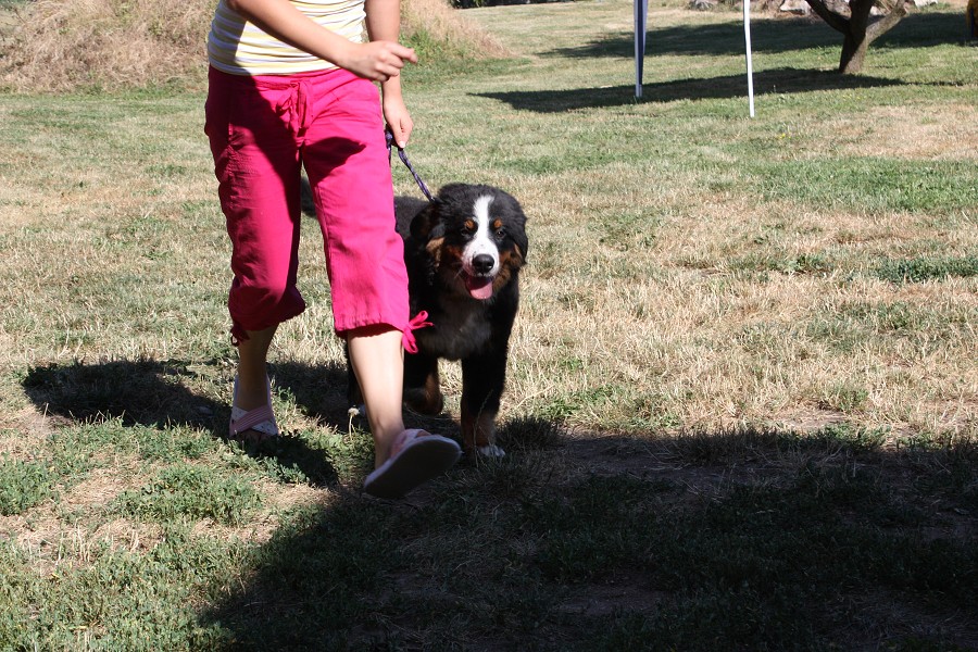 Sraz štěňátek - Anakin, Avery, Abby 