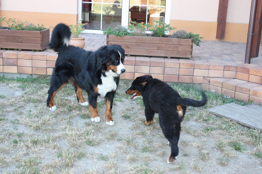 Sraz štěňátek - Anakin, Avery, Abby 