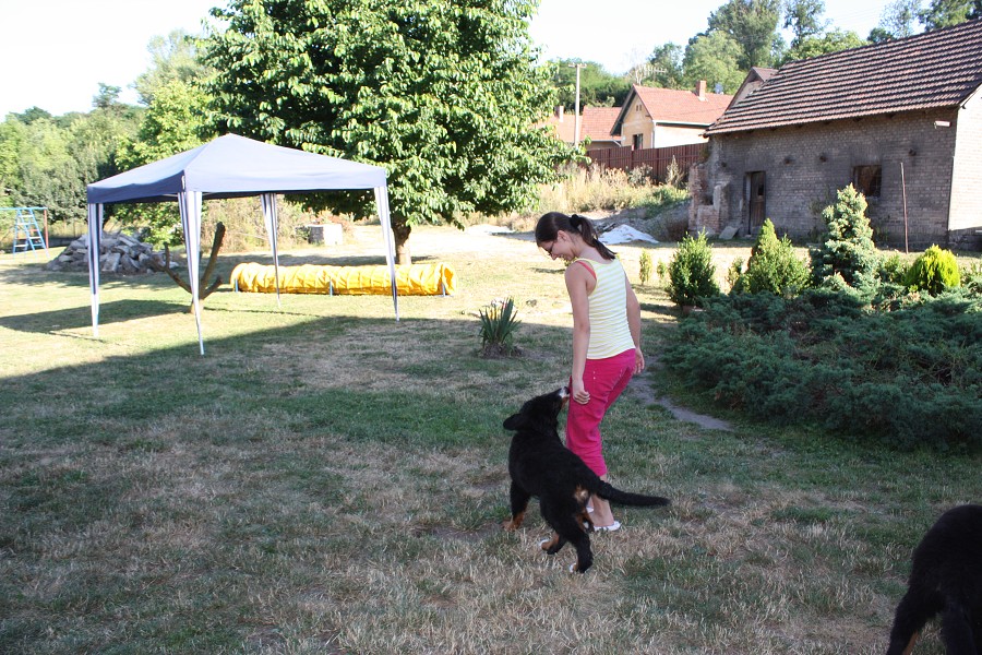 Sraz štěňátek - Anakin, Avery, Abby 