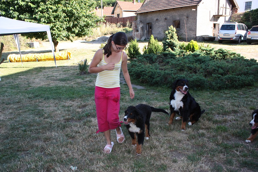 Sraz štěňátek - Anakin, Avery, Abby 