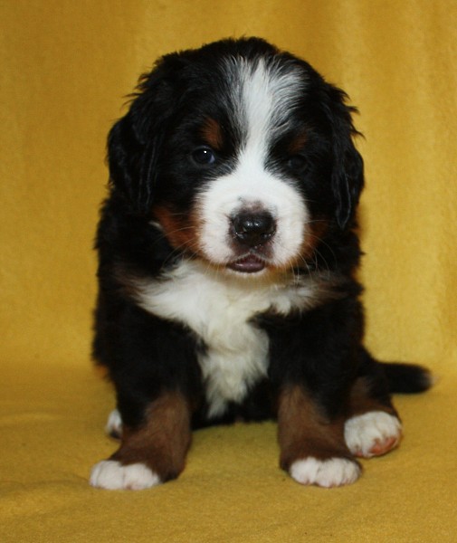 Litter B - 4. týden - blue boy 