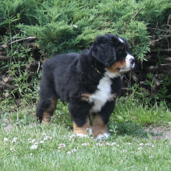 7. týden - Baltic Max Ladyca Bern