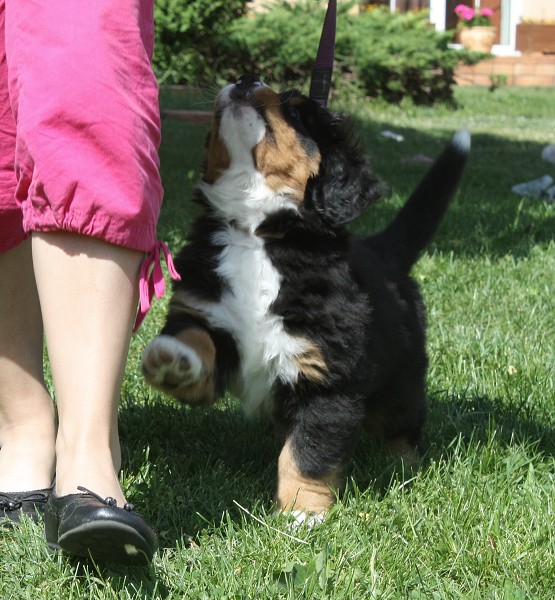 7. týden - Baltic Max Ladyca Bern