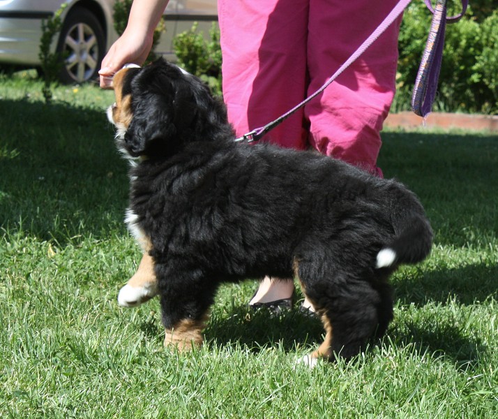 7. týden - Baltic Max Ladyca Bern