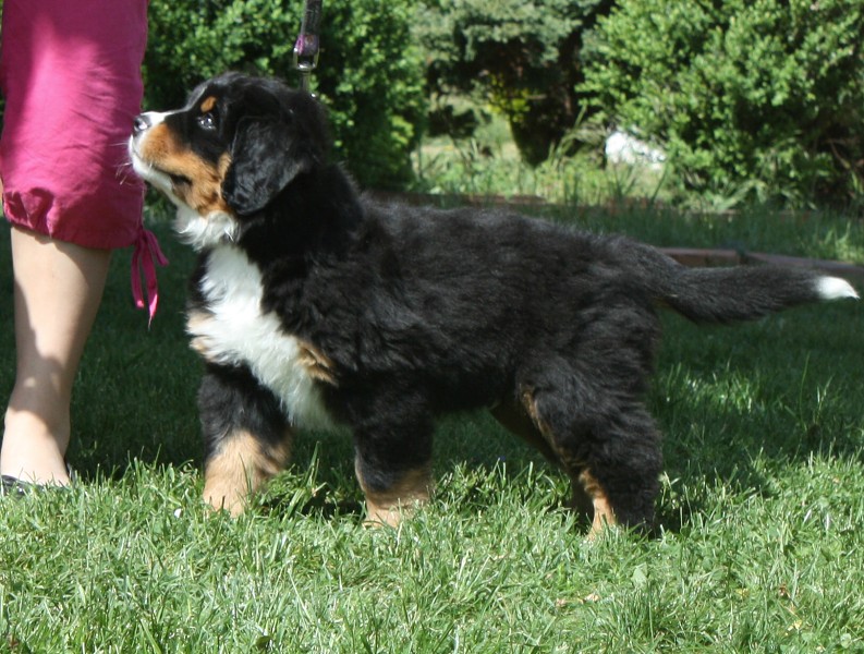 7. týden - Baltic Max Ladyca Bern