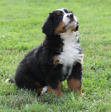 COLTYN Ladycabern - 6. týdnů / 6 weeks