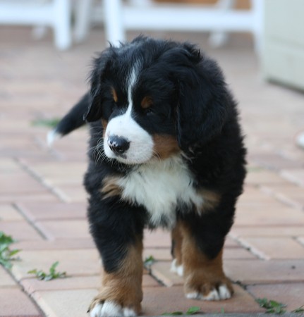 COLTYN Ladycabern - 6. týdnů / 6 weeks