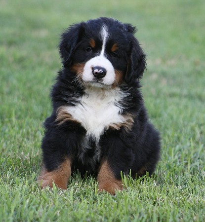 COLTYN Ladycabern - 6. týdnů / 6 weeks