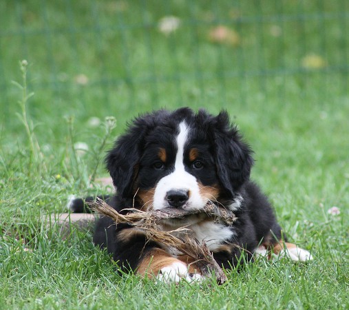 CORTEZ Ladyca Bern - 7 týdnů / 7 weeks