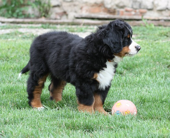 COLTYN Ladyca Bern - 8 týdnů/8weeks