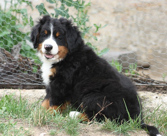 COLTYN Ladyca Bern - 8 týdnů/8weeks