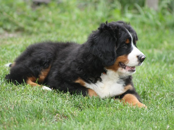 COLTYN Ladyca Bern - 8 týdnů/8weeks