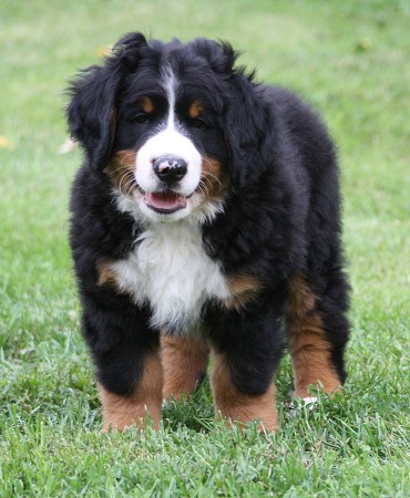 COLTYN Ladyca Bern - 8 týdnů/8weeks